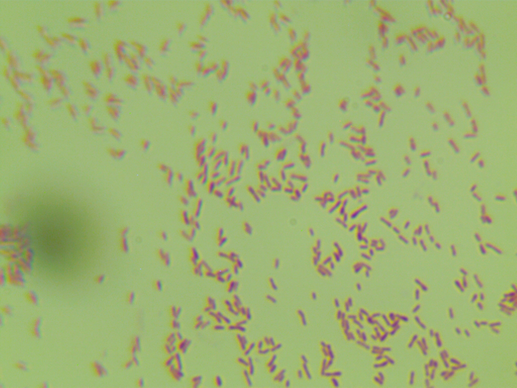 GV3101 (pSoup) Agrobacterium-BNCC