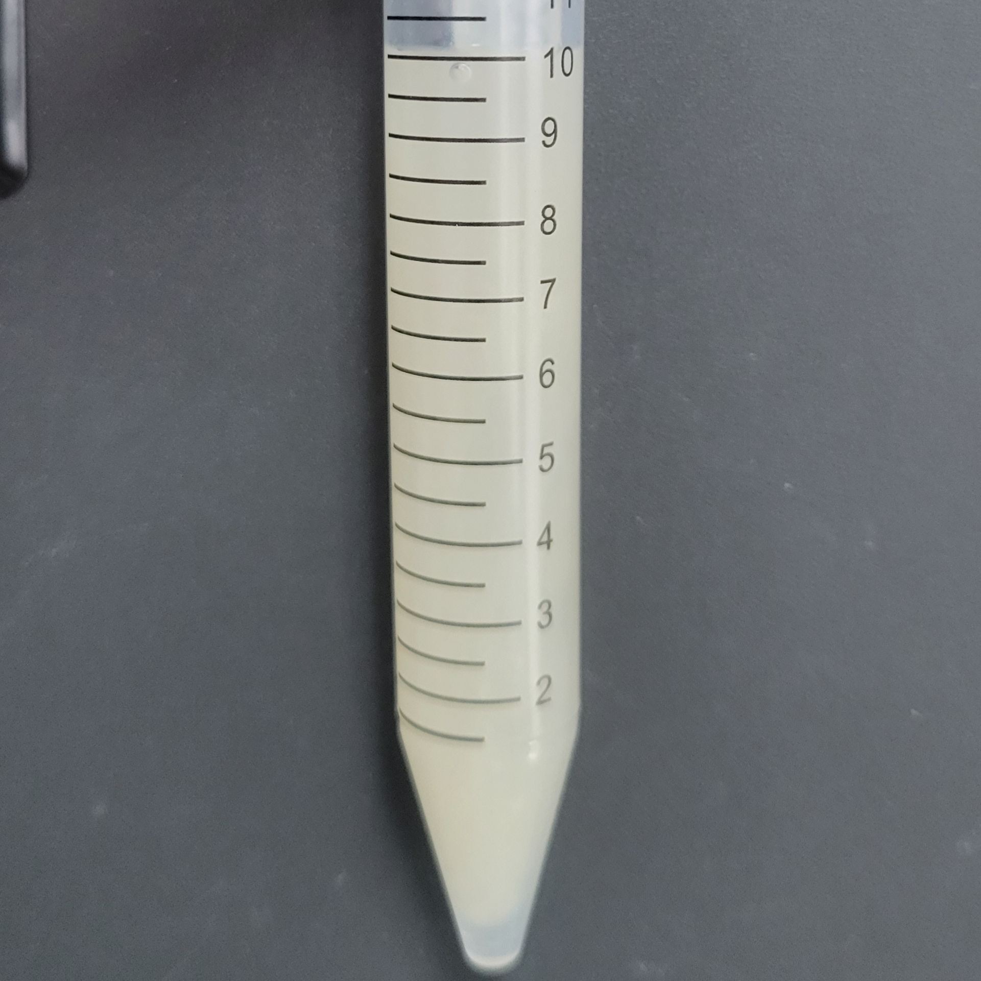 Turbo Escherichia coli-BNCC