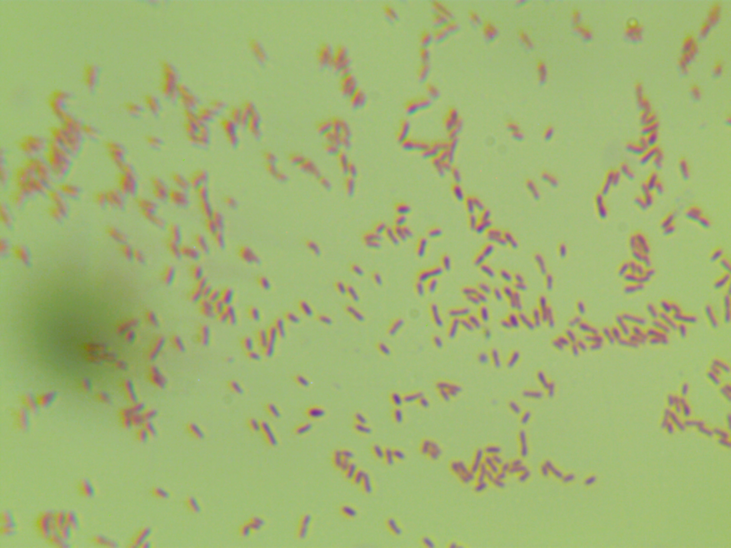 GV3101 (pSoup-19) Agrobacterium-BNCC