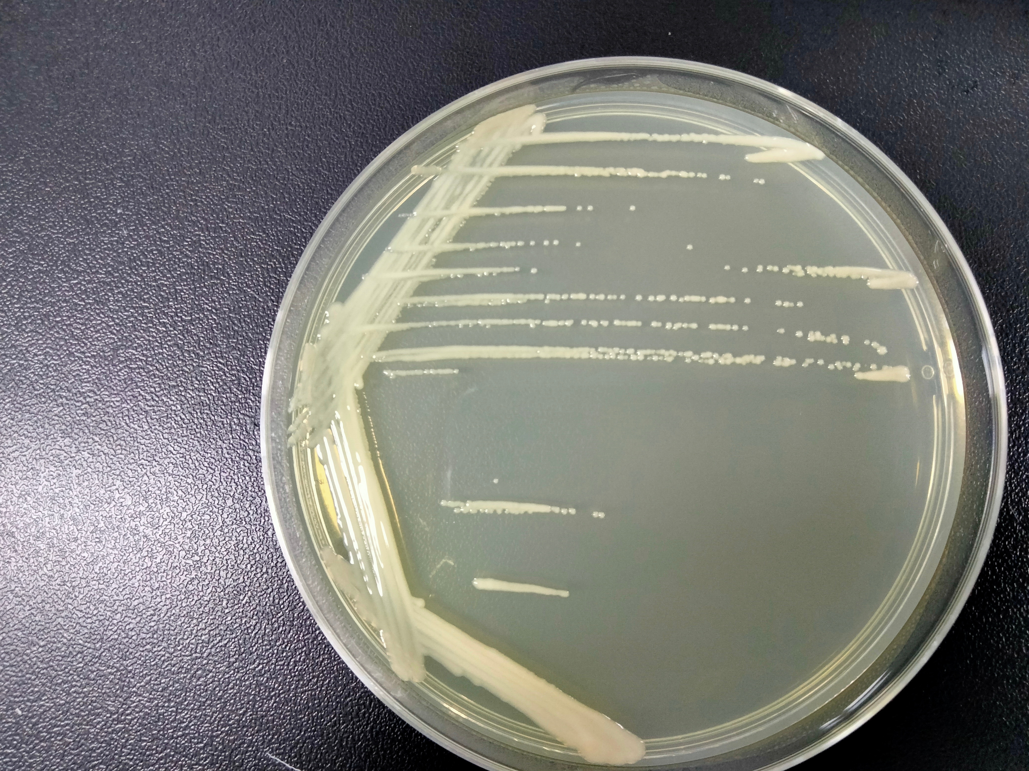 GV3101 (pSoup-19) Agrobacterium-BNCC