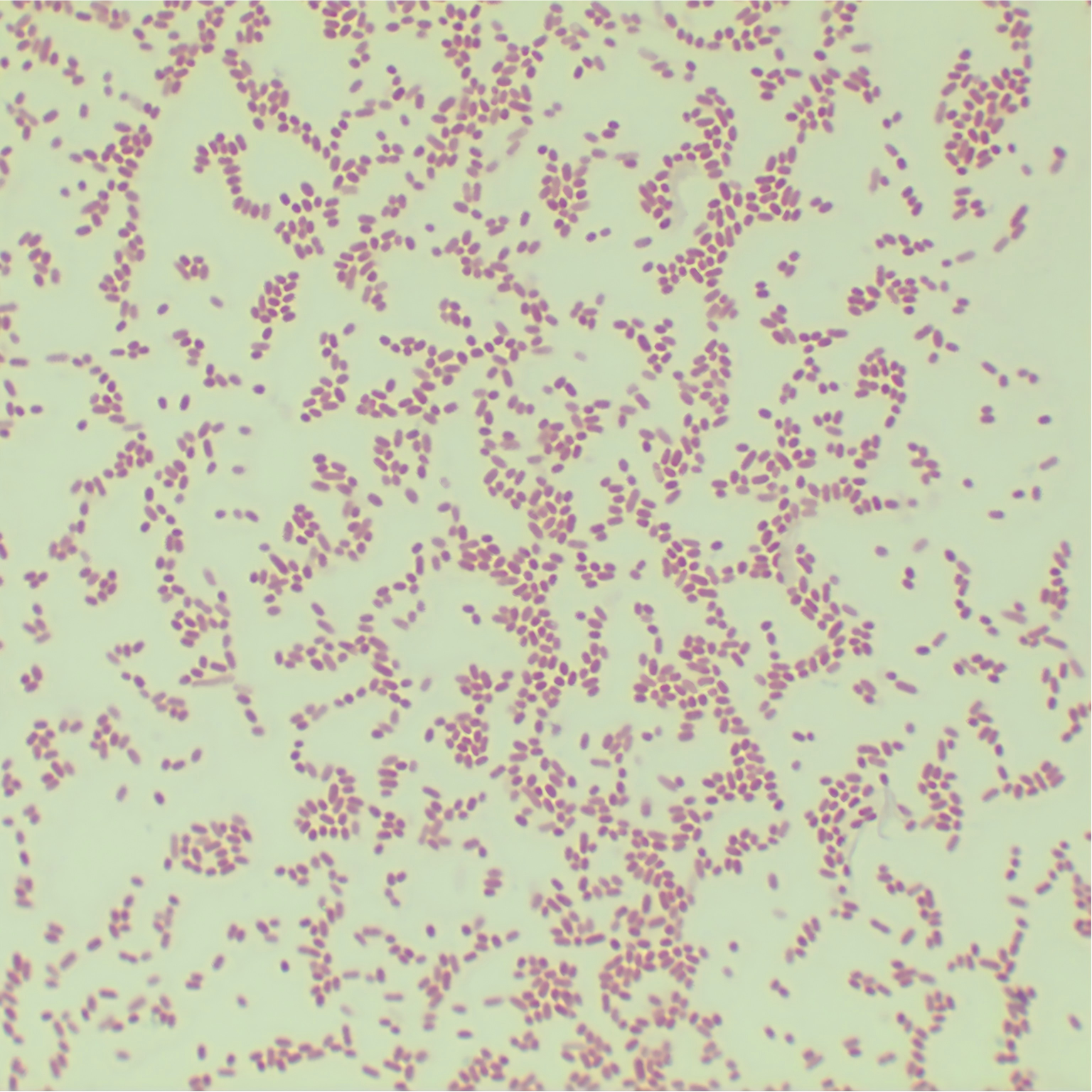 HT115 (DE3) Escherichia coli-BNCC