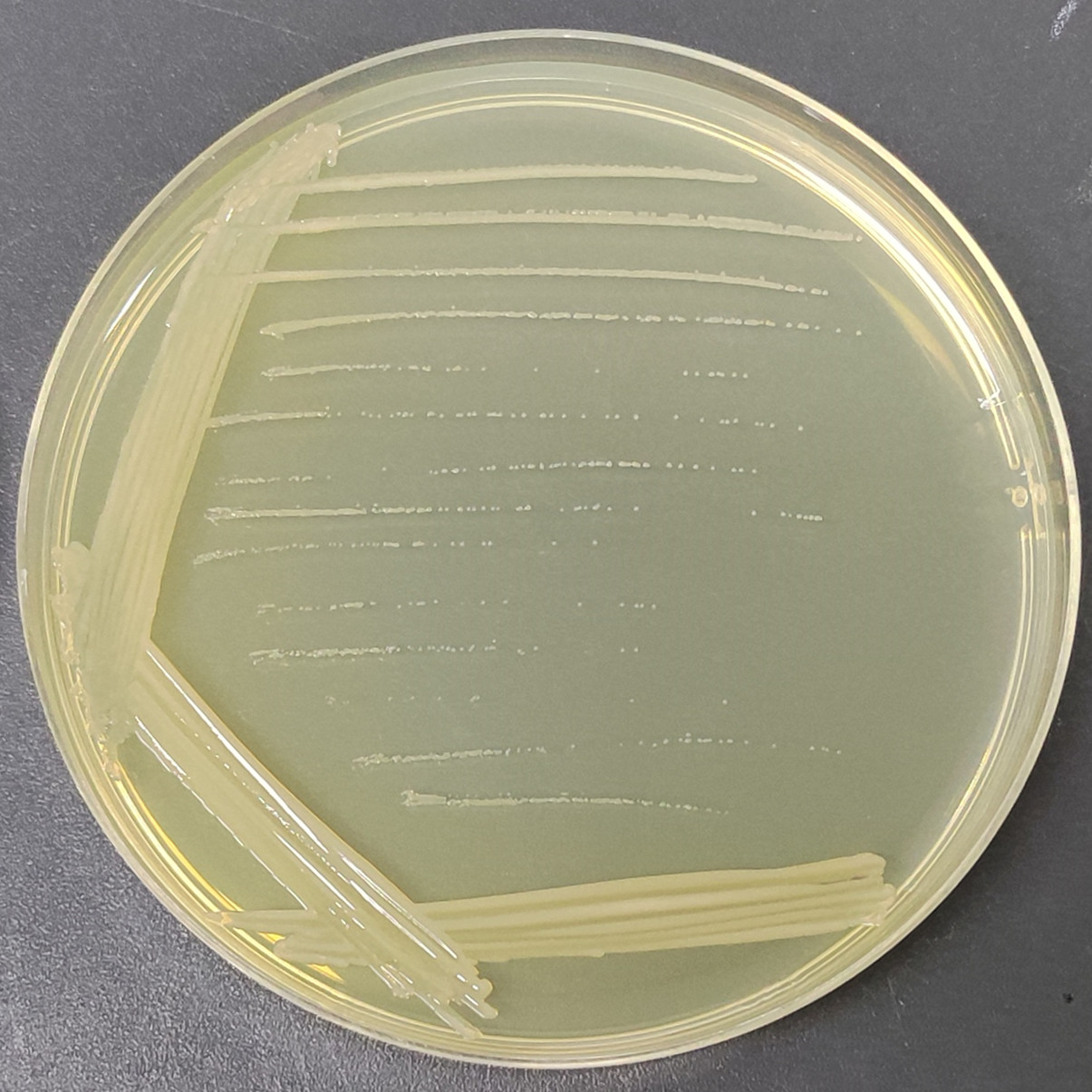 LBA4404 Agrobacterium-BNCC