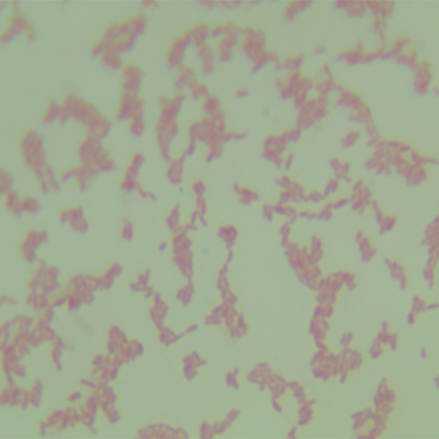 LBA4404 Agrobacterium-BNCC