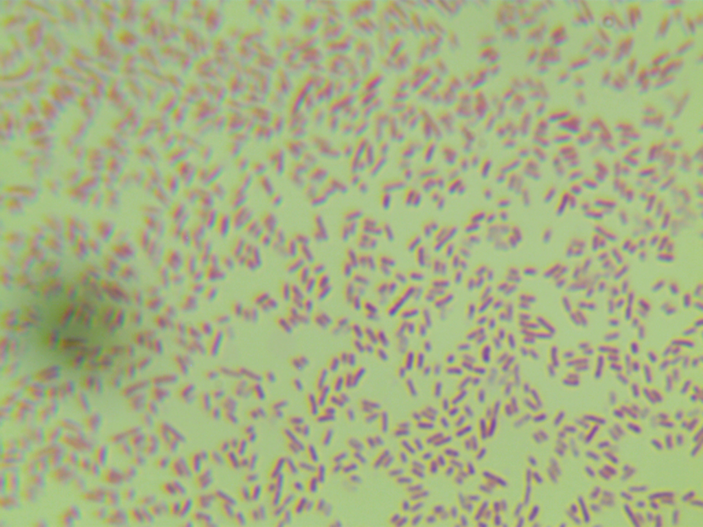 M15 (pREP4) Escherichia coli-BNCC