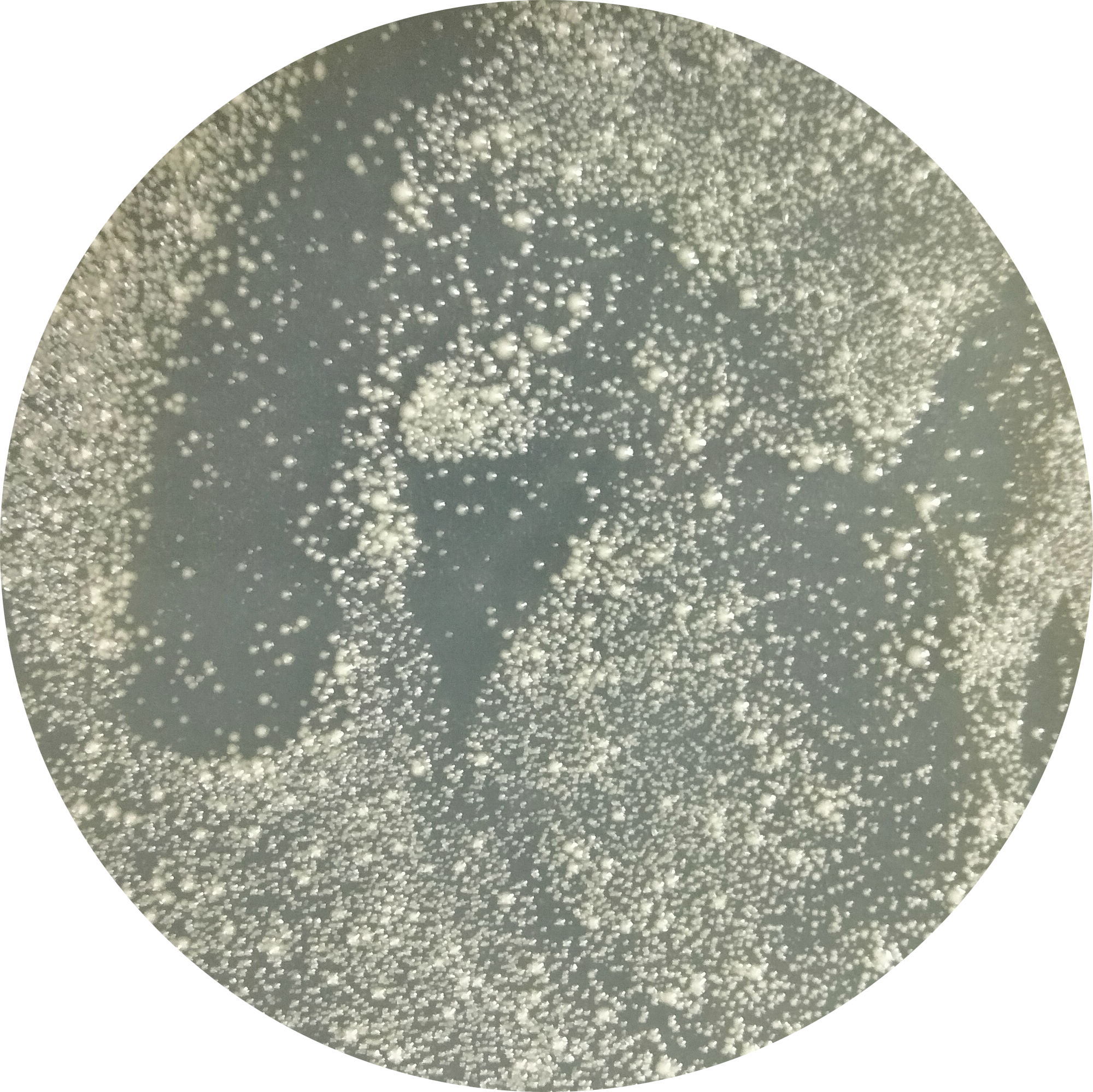 Mach1-T1 Escherichia coli-BNCC
