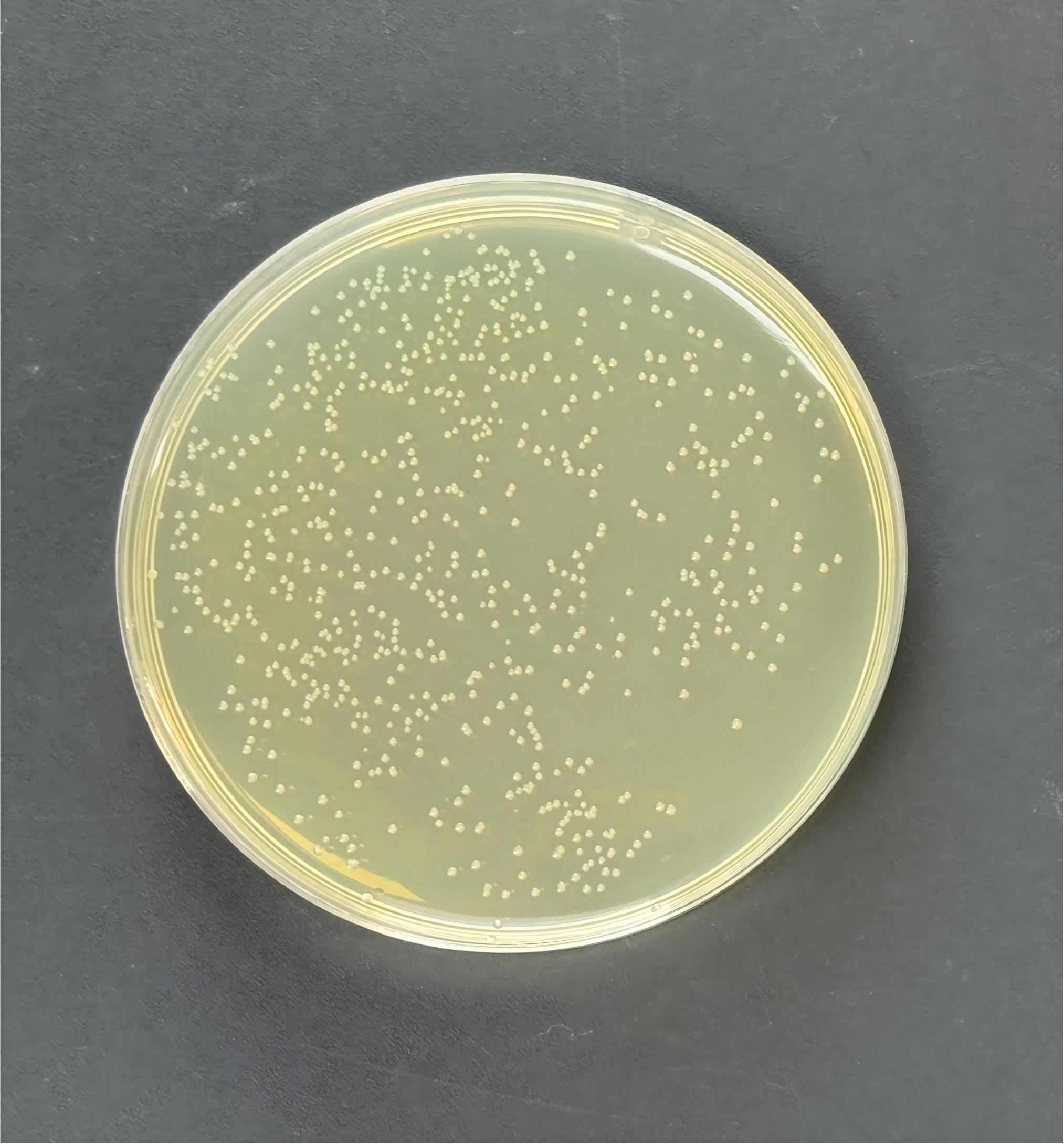 Escherichia coli expresses host bacterium Rosetta 2 (DE3)-BNCC