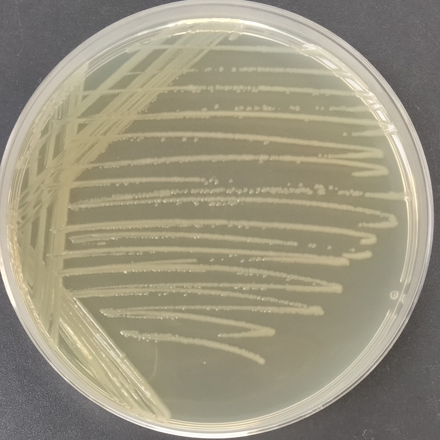 Rosetta (DE3) Escherichia coli-BNCC