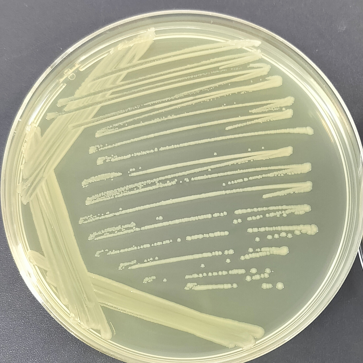 S17-1 λ pir Escherichia coli-BNCC