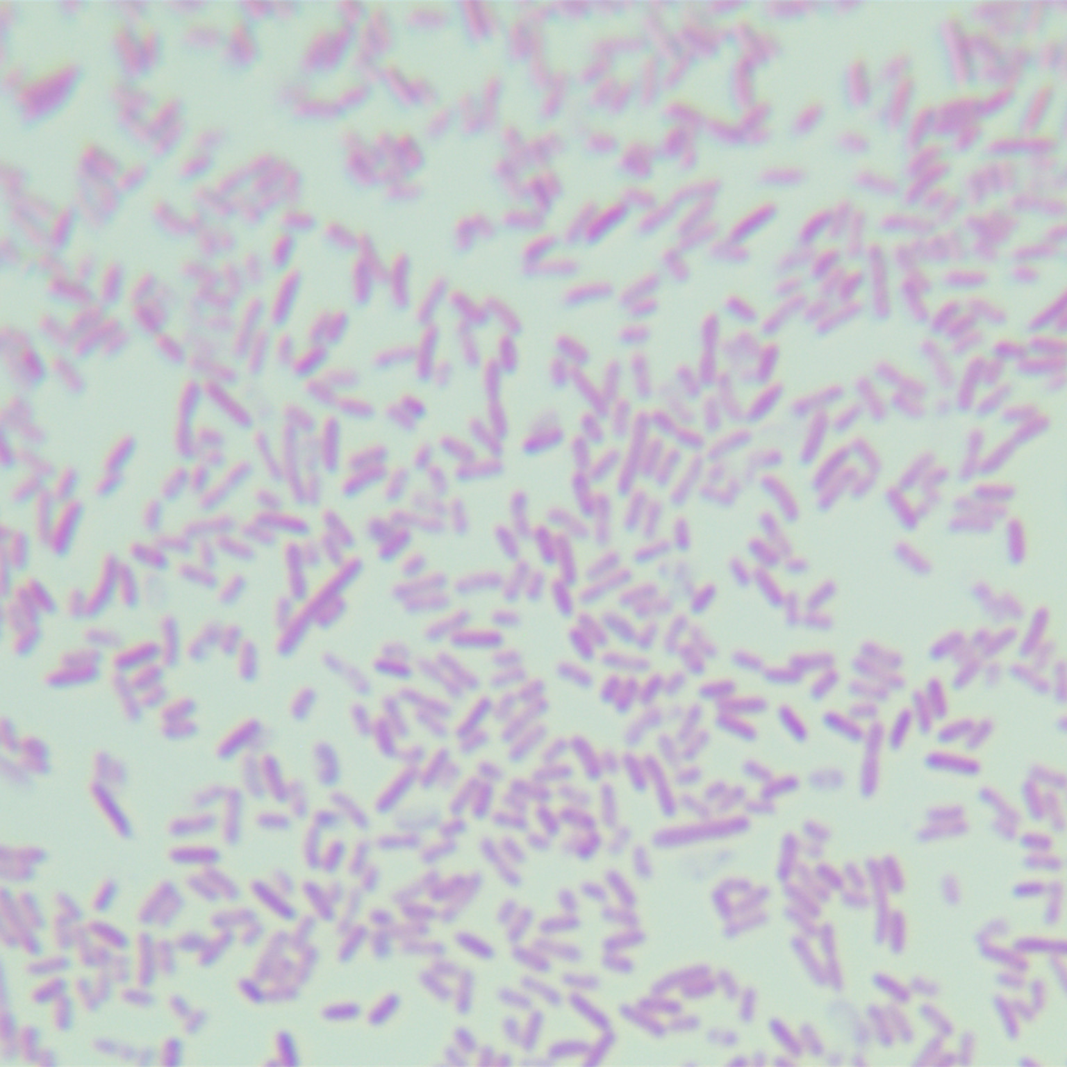 S17-1 λ pir Escherichia coli-BNCC