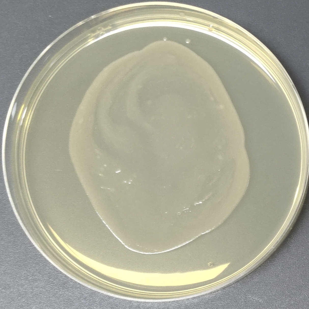 TOP10F Escherichia coli-BNCC