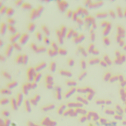 TOP10F Escherichia coli-BNCC