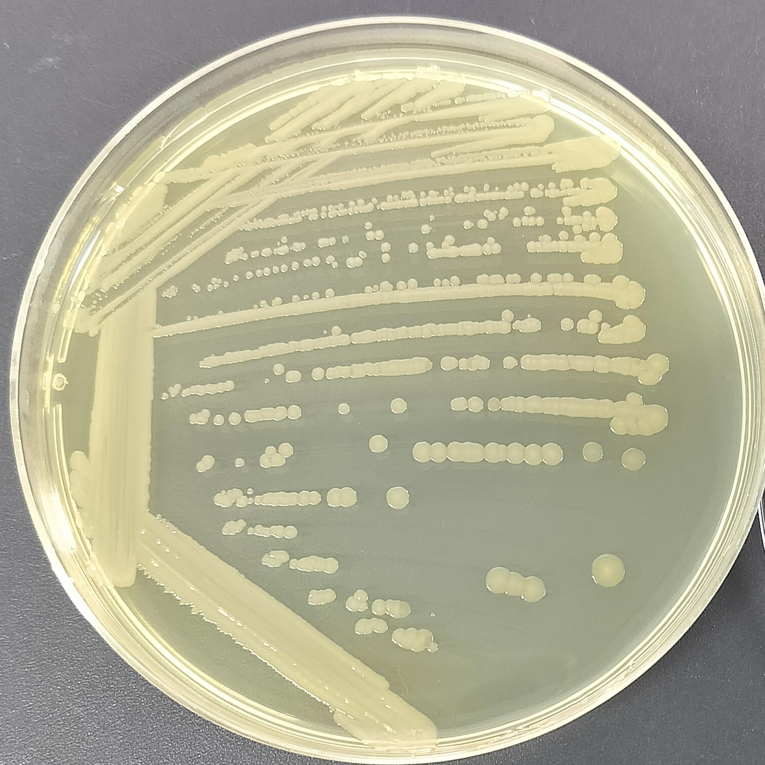 Tuner (DE3) Escherichia coli-BNCC