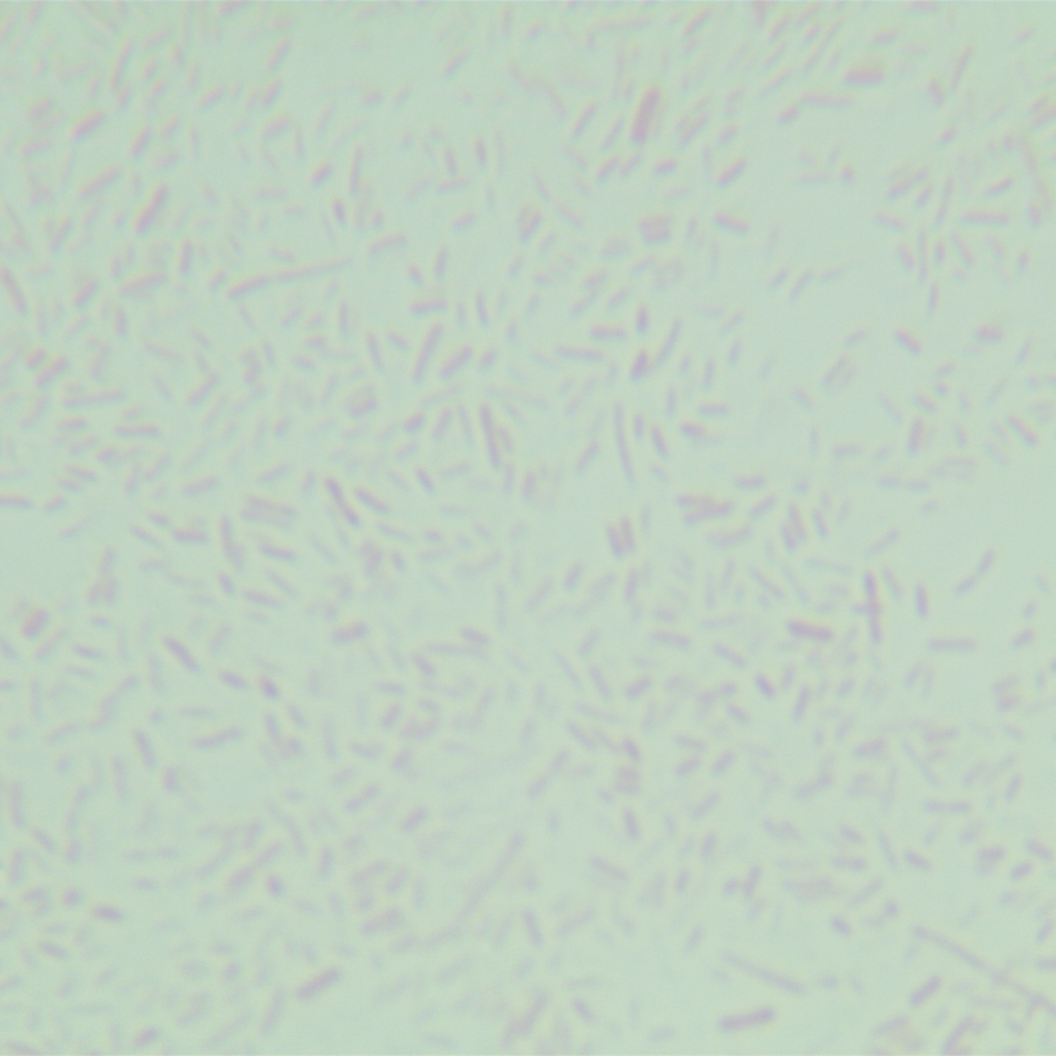Tuner (DE3) Escherichia coli-BNCC