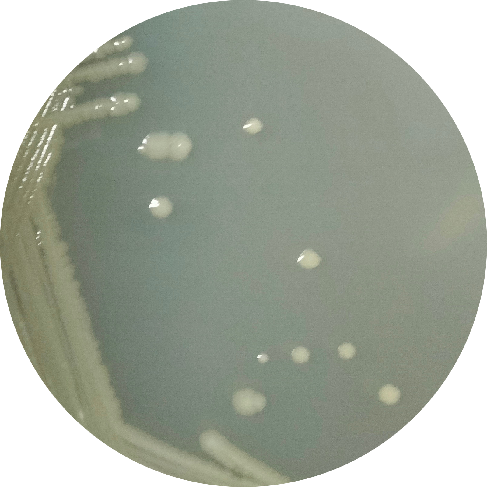 XL2 Blue Escherichia coli-BNCC