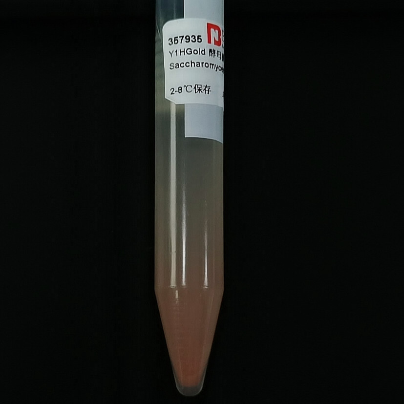 Y1HGold yeast-BNCC