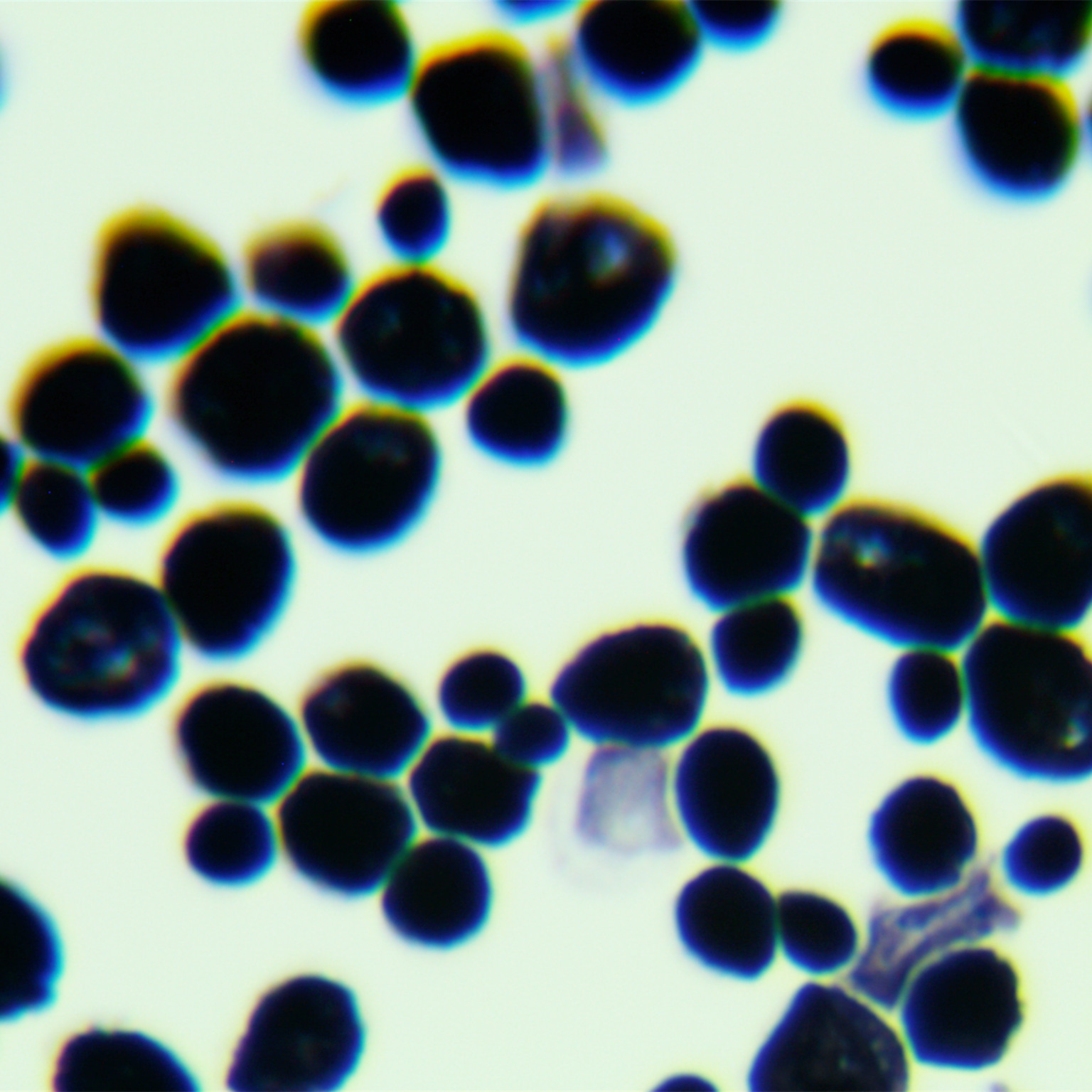 Y1HGold yeast-BNCC