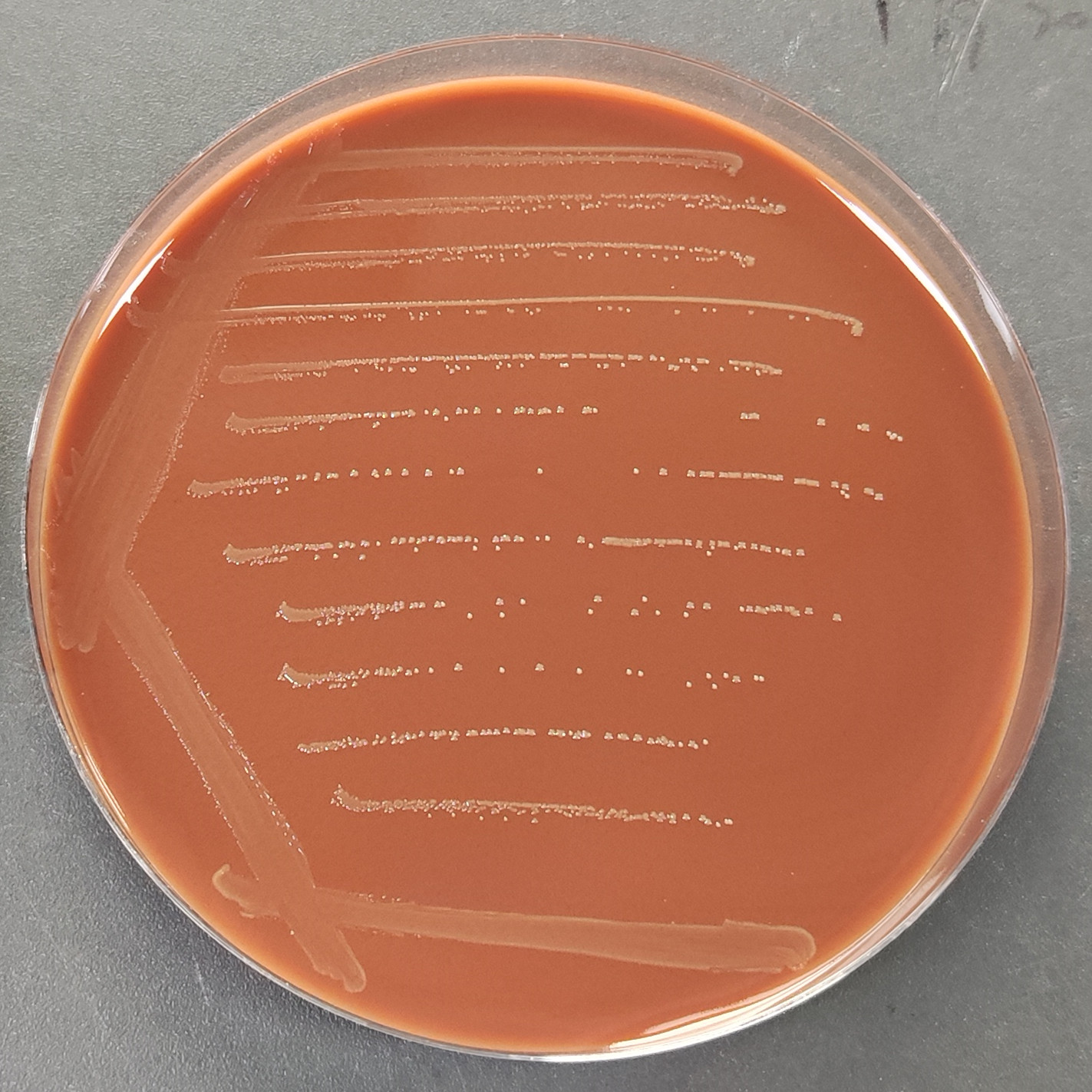 Inert aggregation bacteria-BNCC