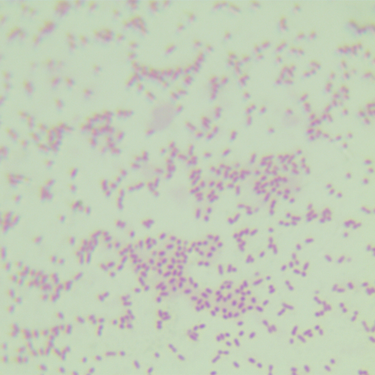 Inert aggregation bacteria-BNCC