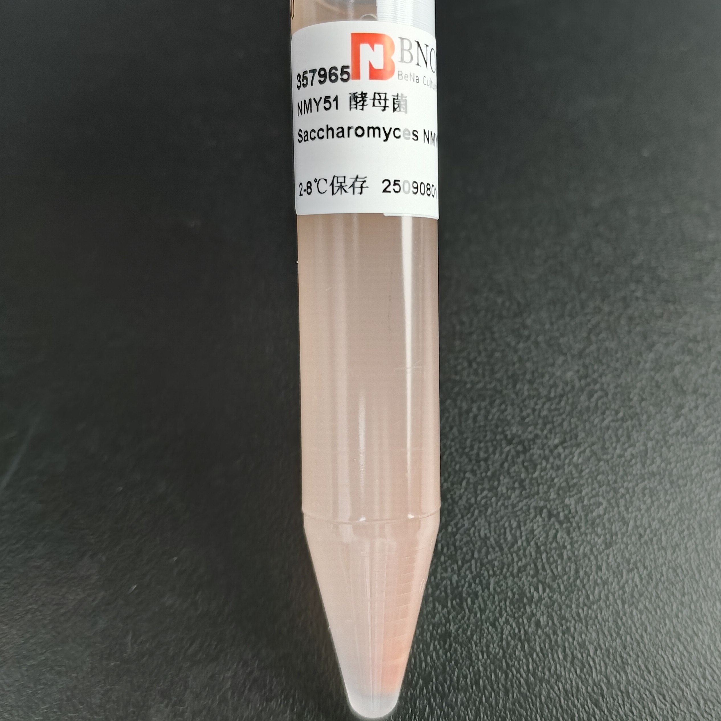 NMY51 yeast-BNCC