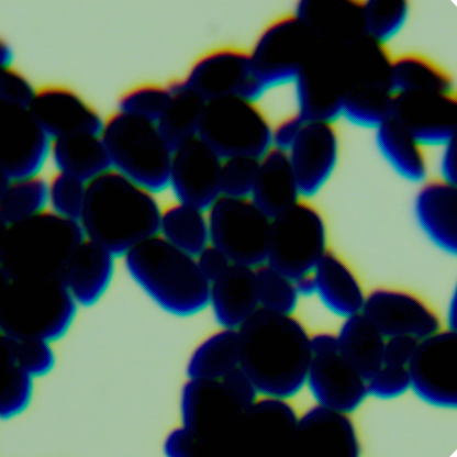 NMY51 yeast-BNCC