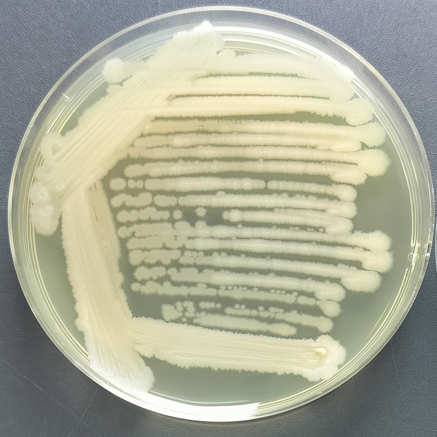 Bacillus subtilis-BNCC
