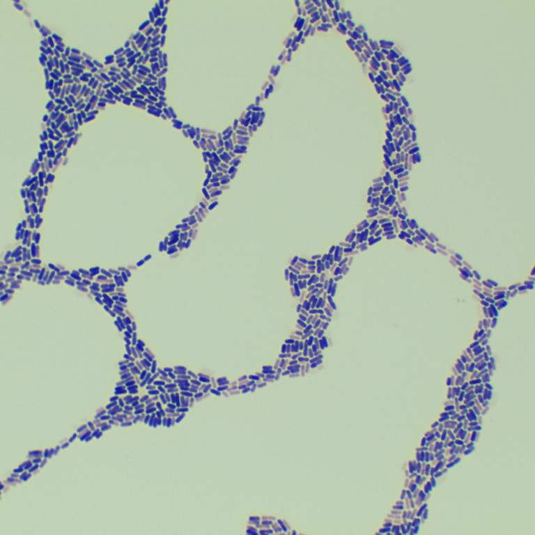 Bacillus subtilis-BNCC