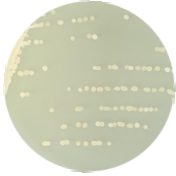 Bacillus genus-BNCC
