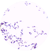 Bacillus genus-BNCC