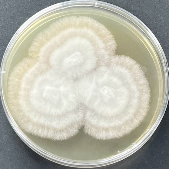 Trichoderma-BNCC