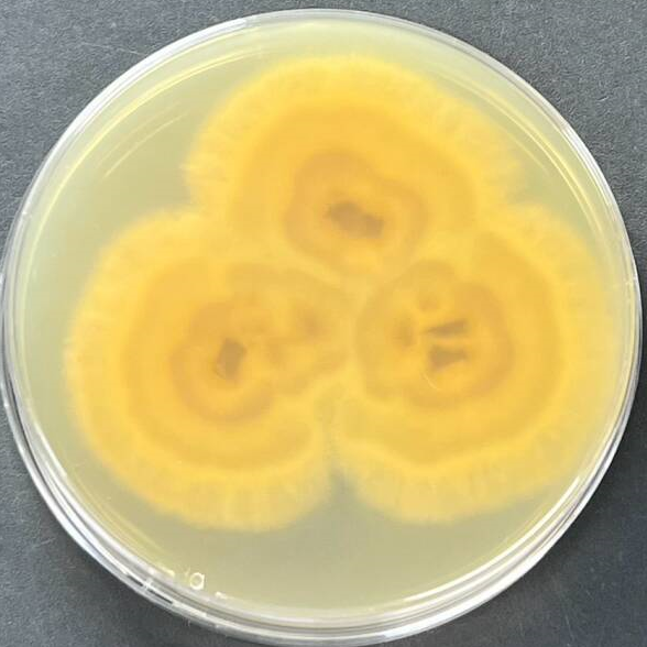 Trichoderma-BNCC