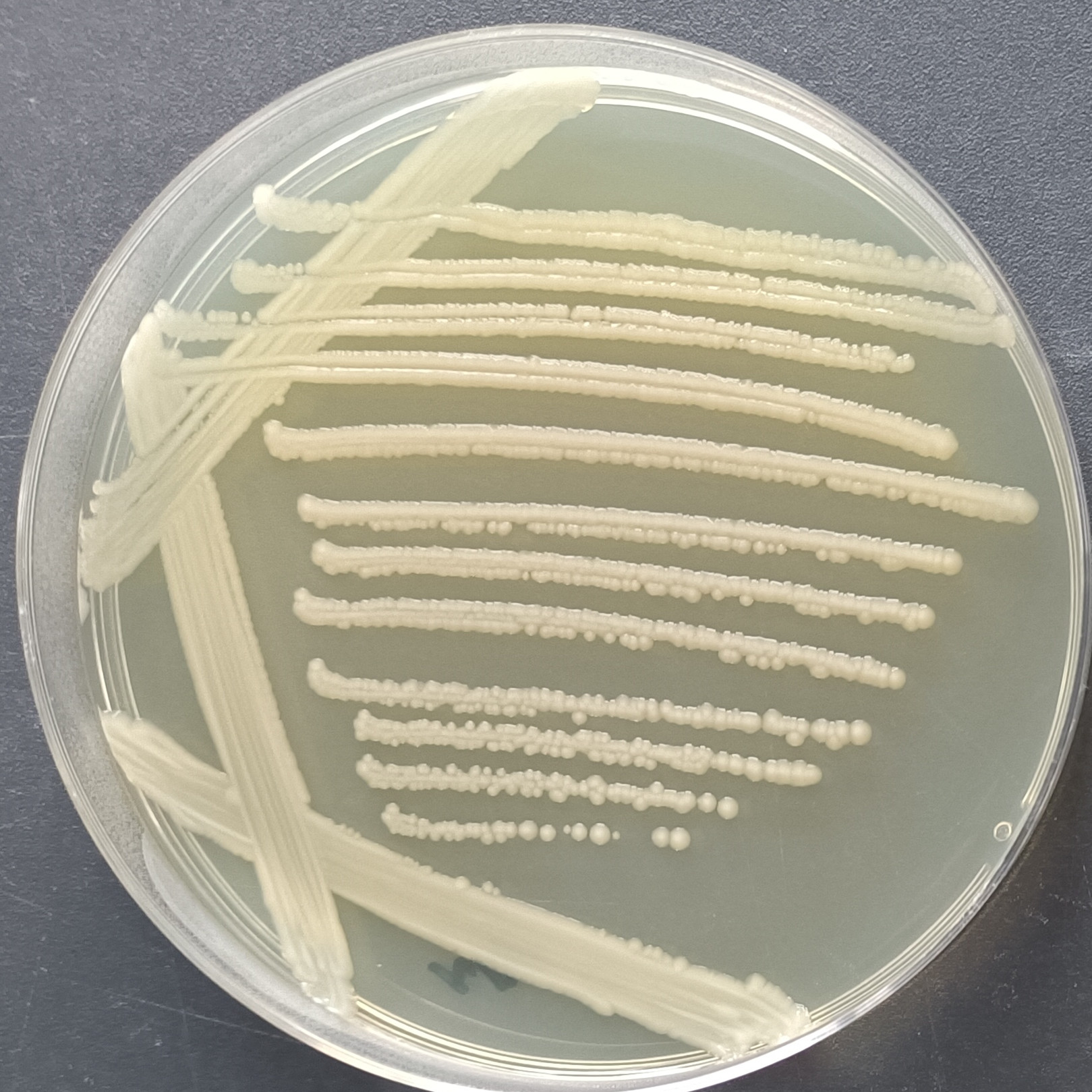 Klebsiella pneumoniae-BNCC