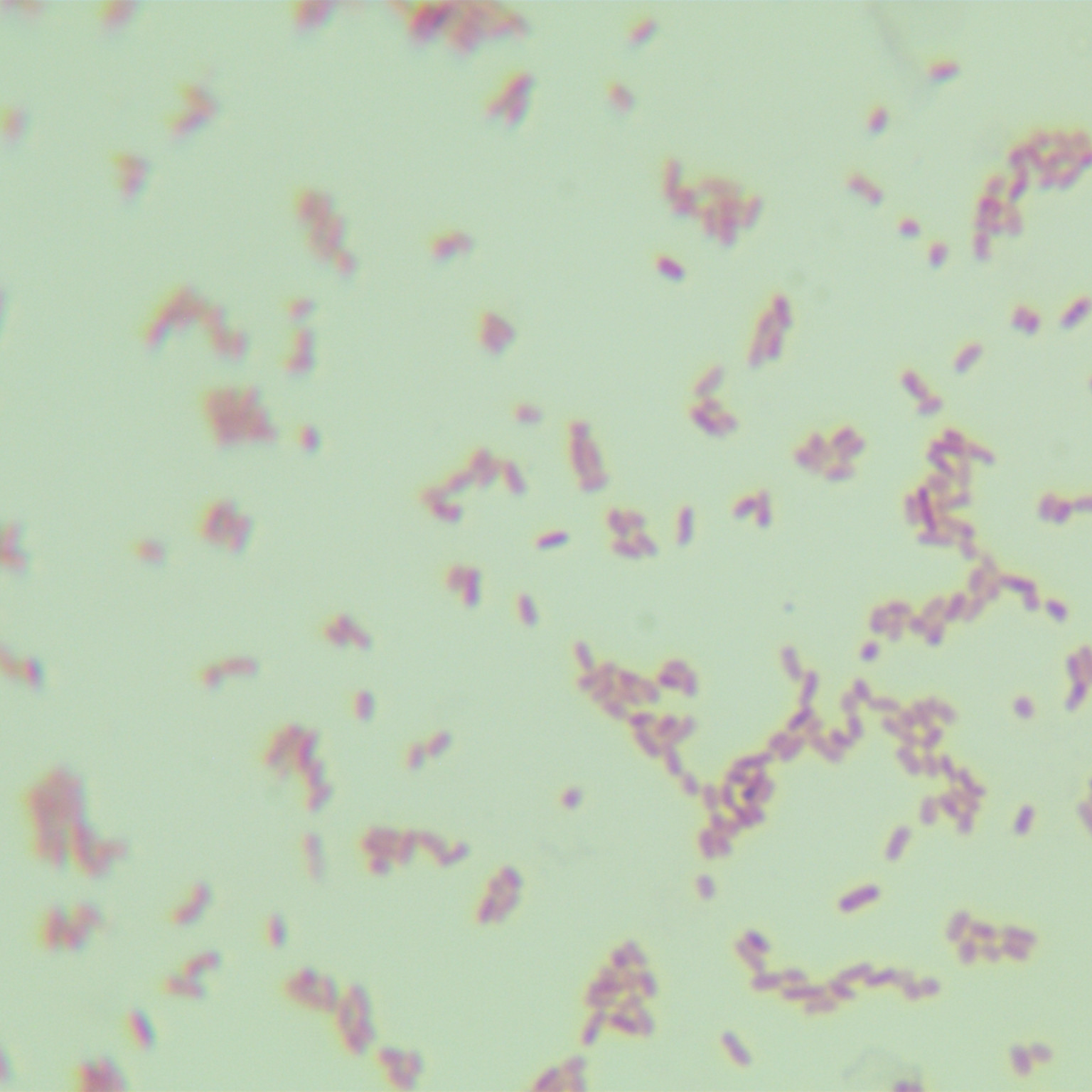 Klebsiella pneumoniae-BNCC