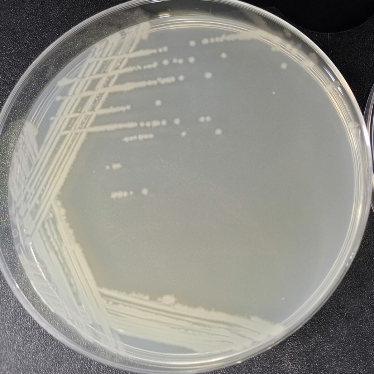Bacillus subtilis-BNCC