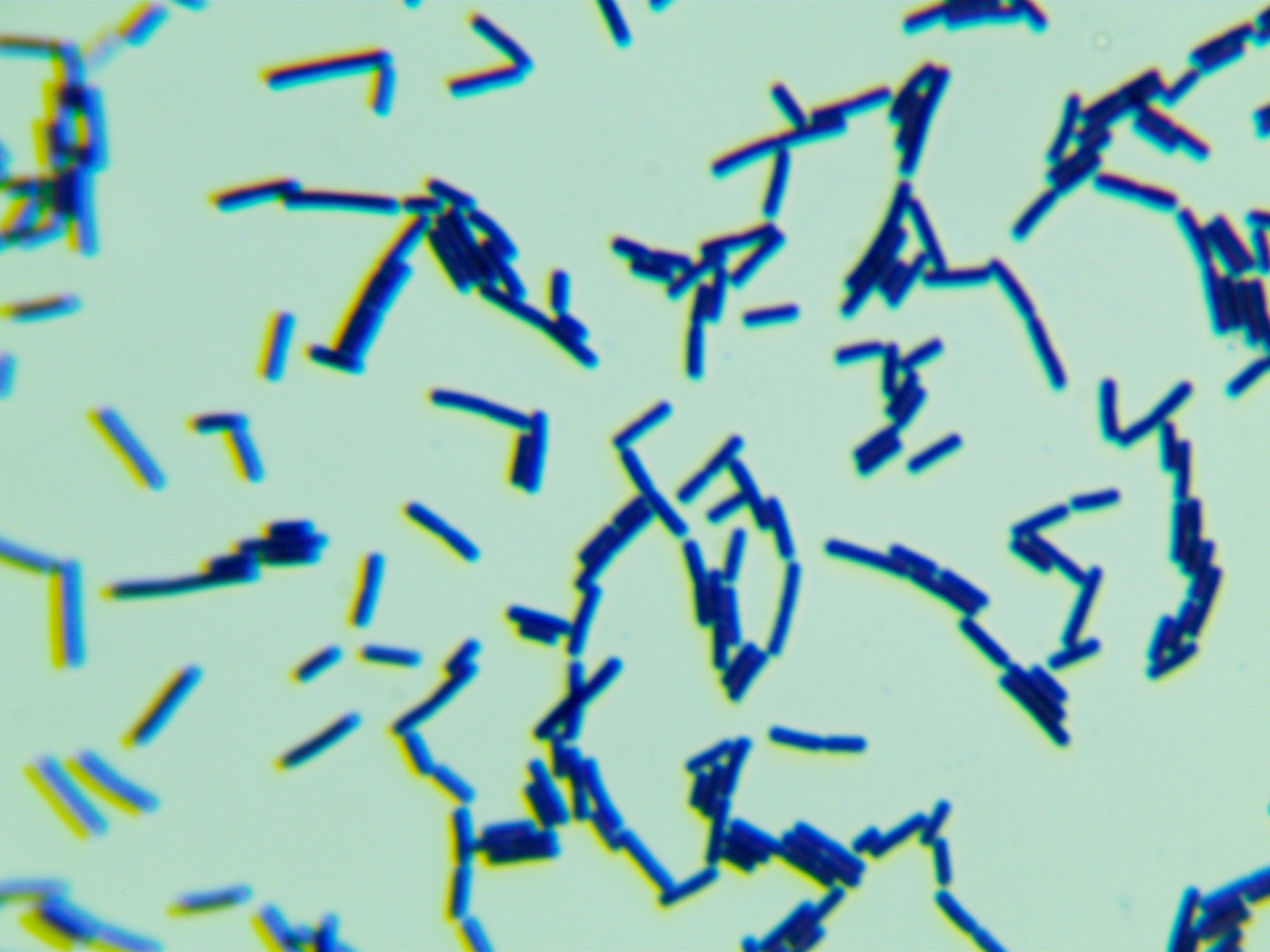 Bacillus subtilis-BNCC