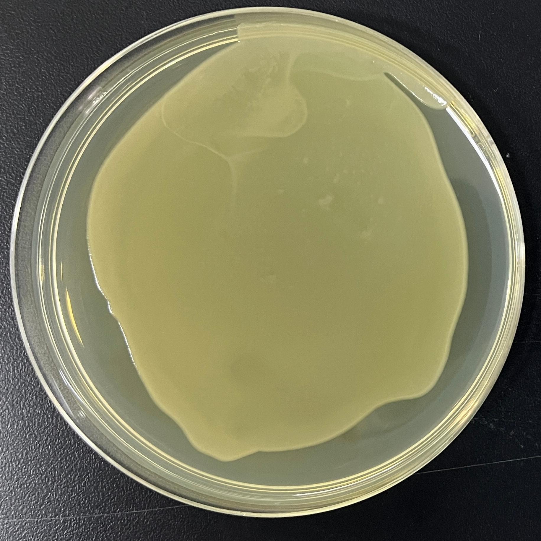 DH5α (containing pACYCDuet-1 plasmid) E. coli-BNCC