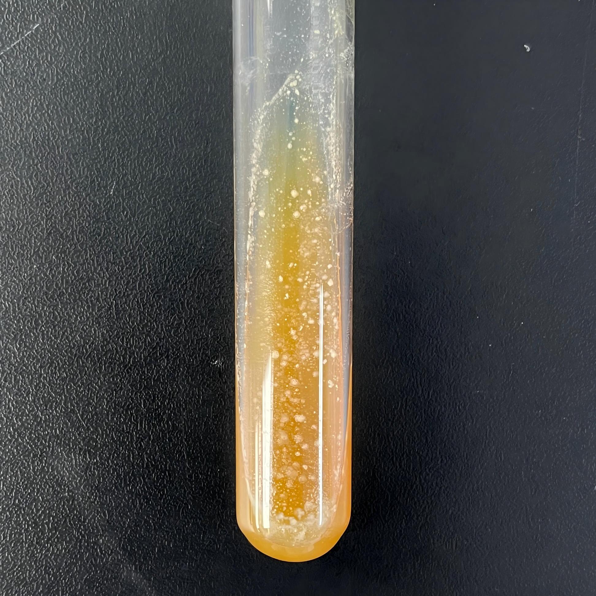 Spherical Malassezia-BNCC