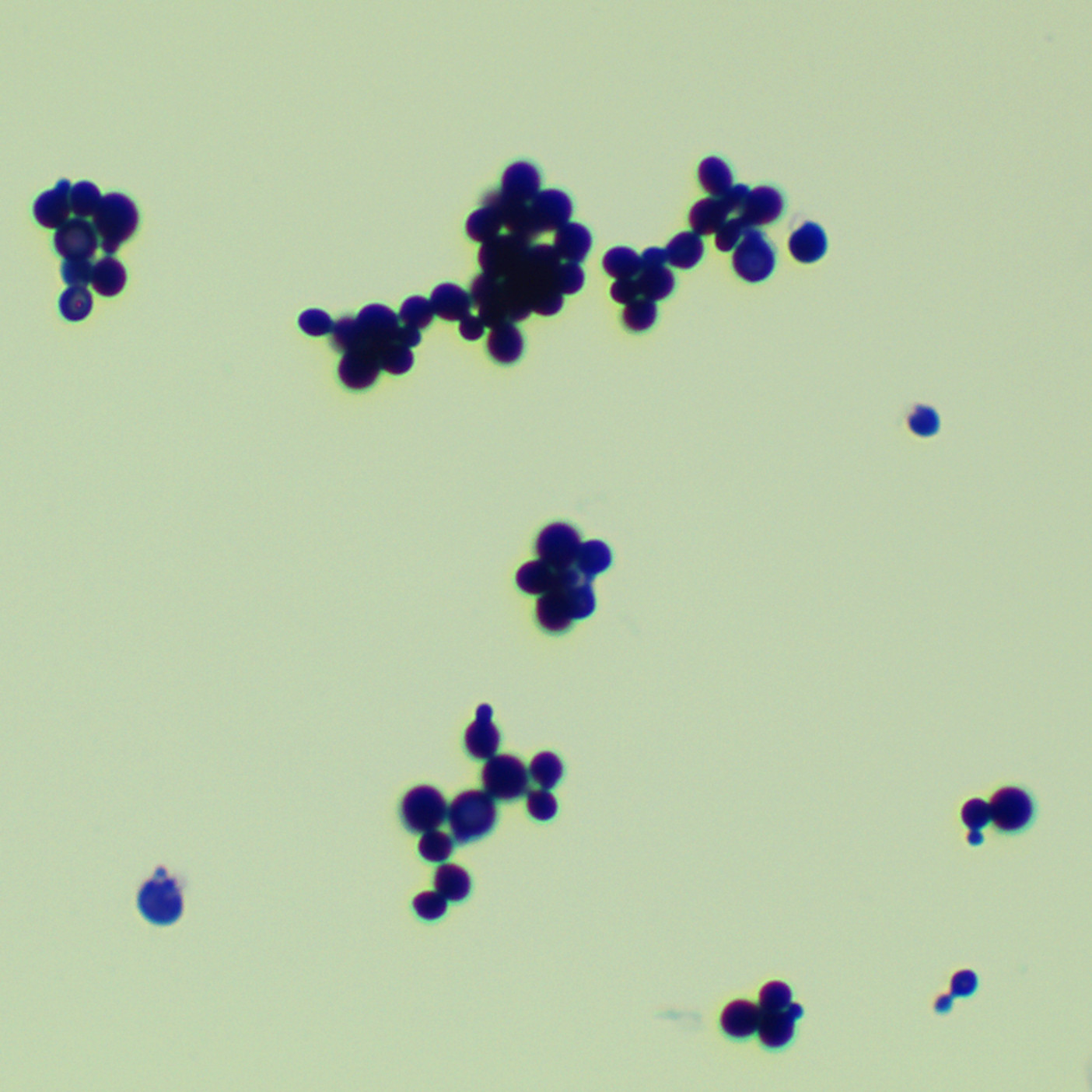 Spherical Malassezia-BNCC
