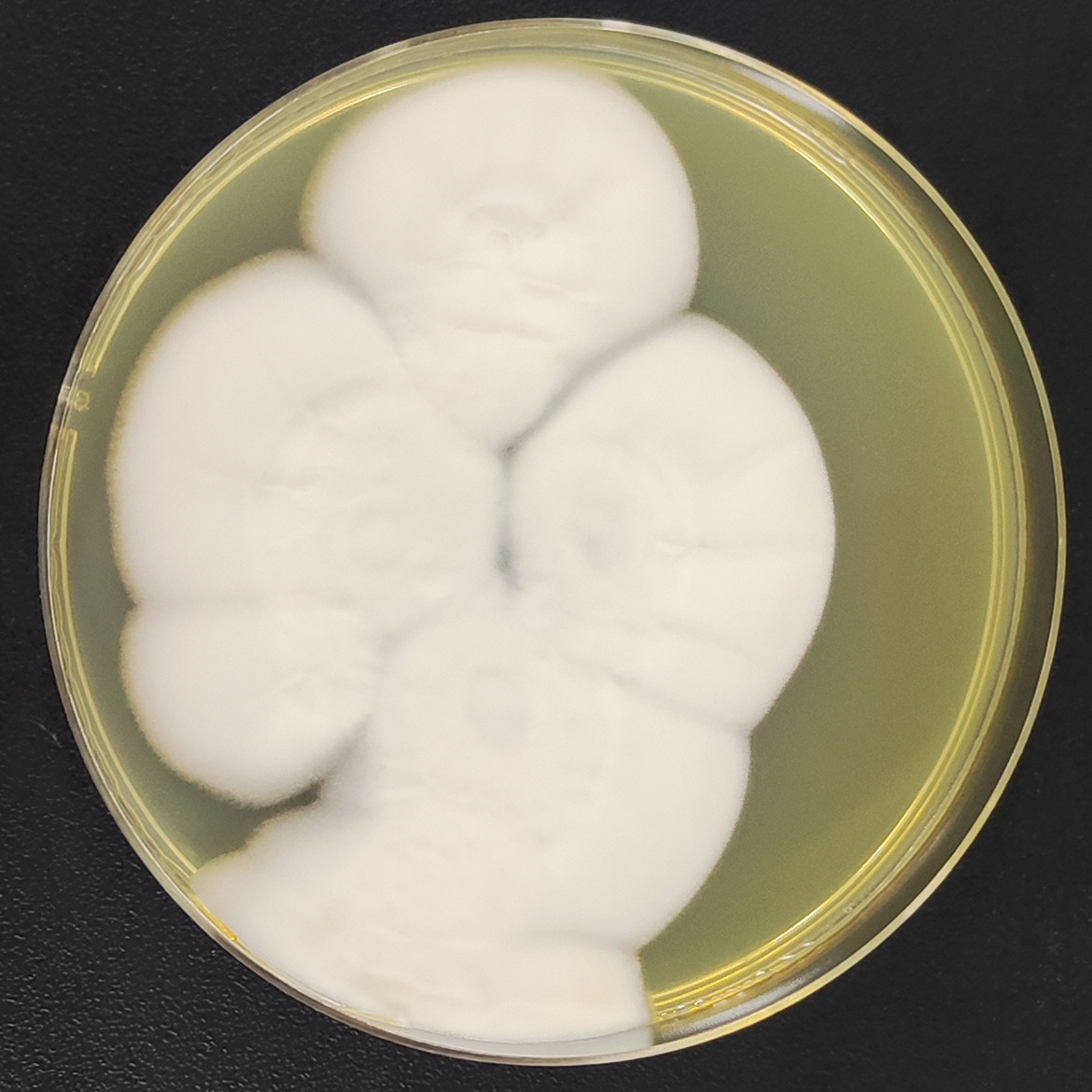 Verticillium leptospirum W. Gams-BNCC