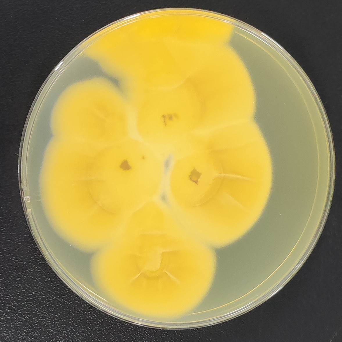 Verticillium leptospirum W. Gams-BNCC