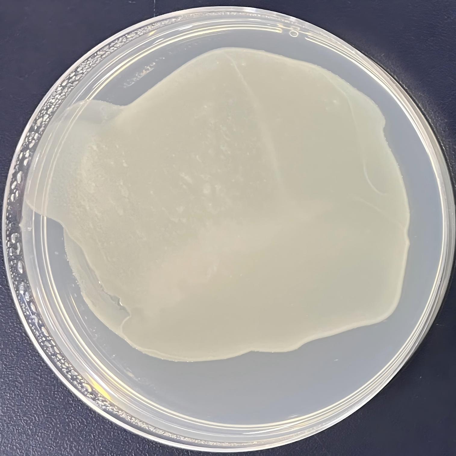 DH5α (containing pcDNA3(1087) plasmid) E. coli-BNCC