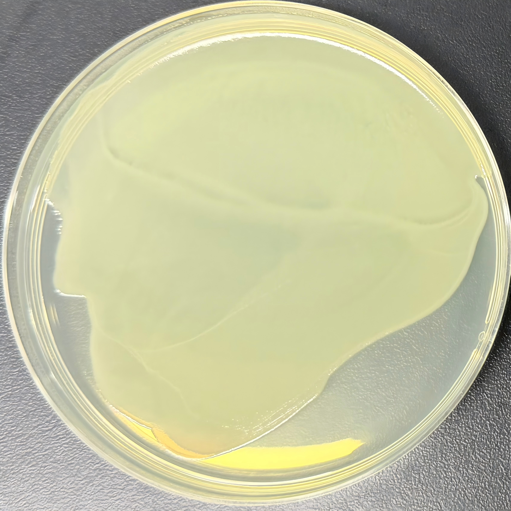 DH5α (containing pRSETA plasmid) E. coli-BNCC