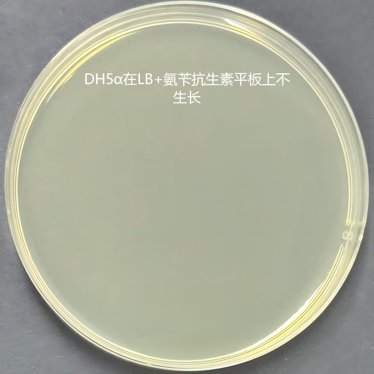 DH5 α (containing pRS426 phage in E. coli plasmid) Escherichia coli-BNCC