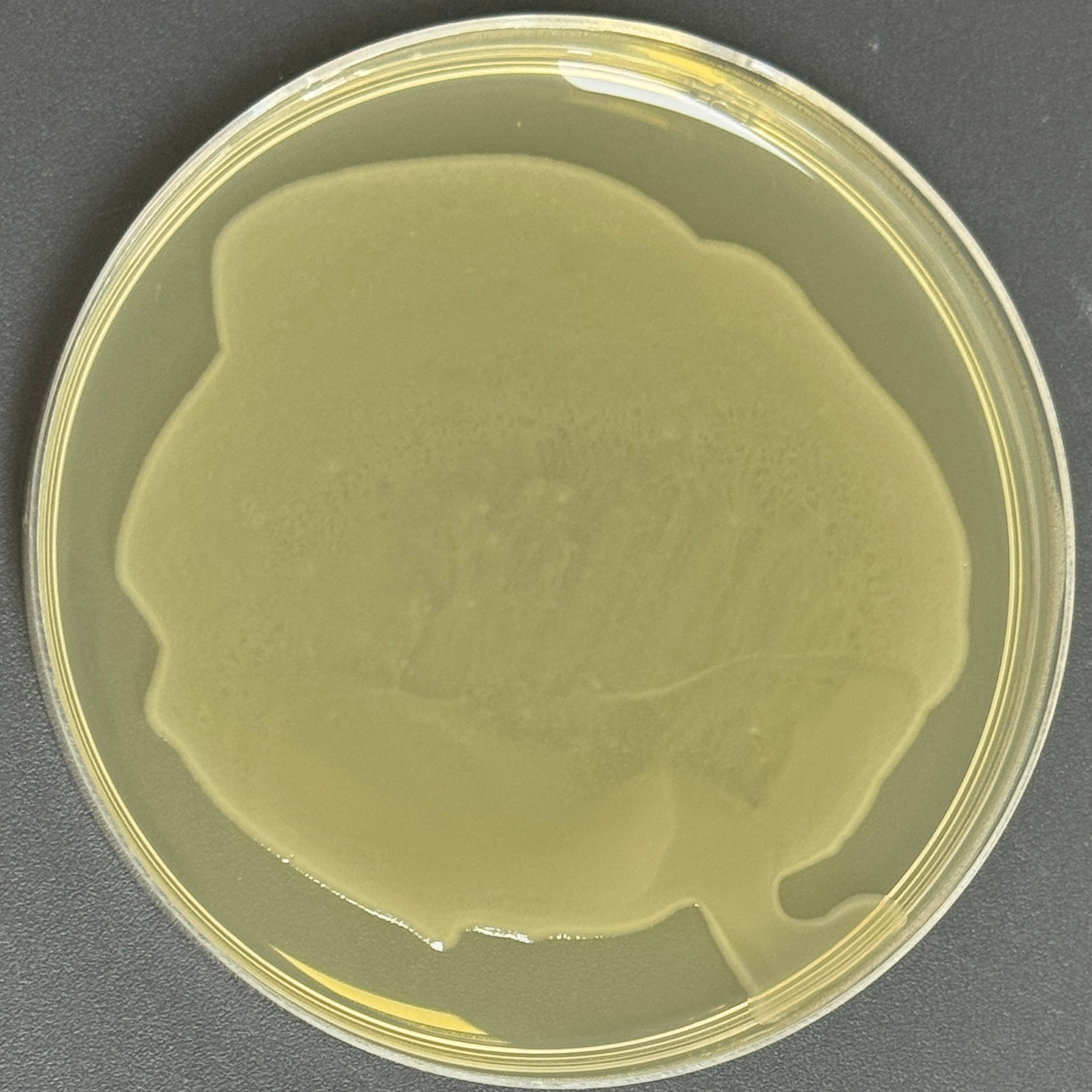 DH5 α (containing pRS426 phage in E. coli plasmid) Escherichia coli-BNCC