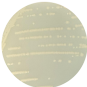 Escherichia coli-BNCC