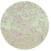Escherichia coli-BNCC