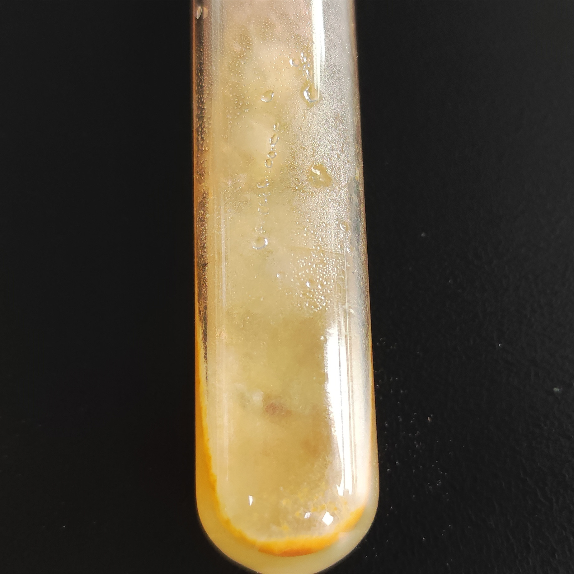 Fusarium oxysporum Fr 22-BNCC