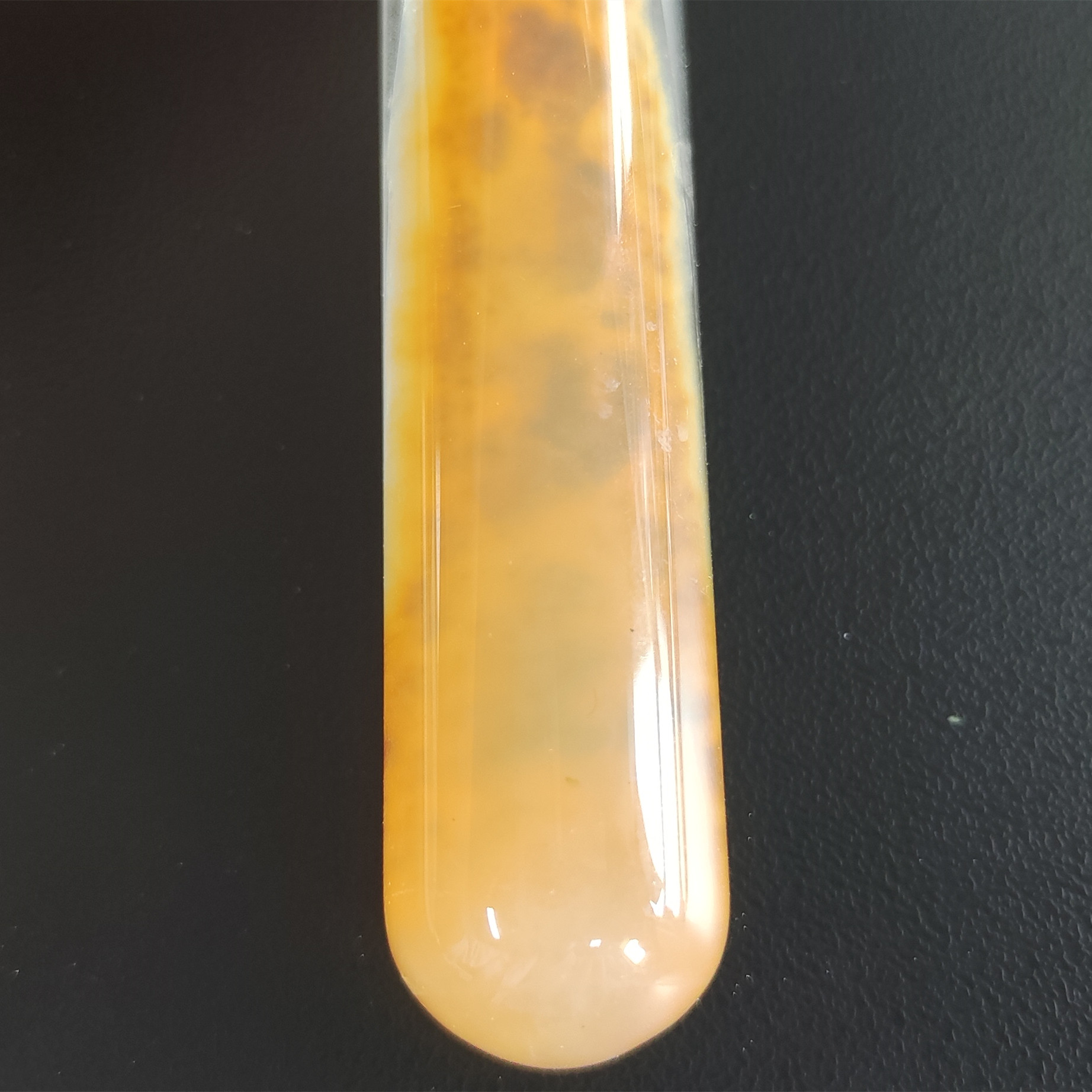 Fusarium oxysporum Fr 22-BNCC