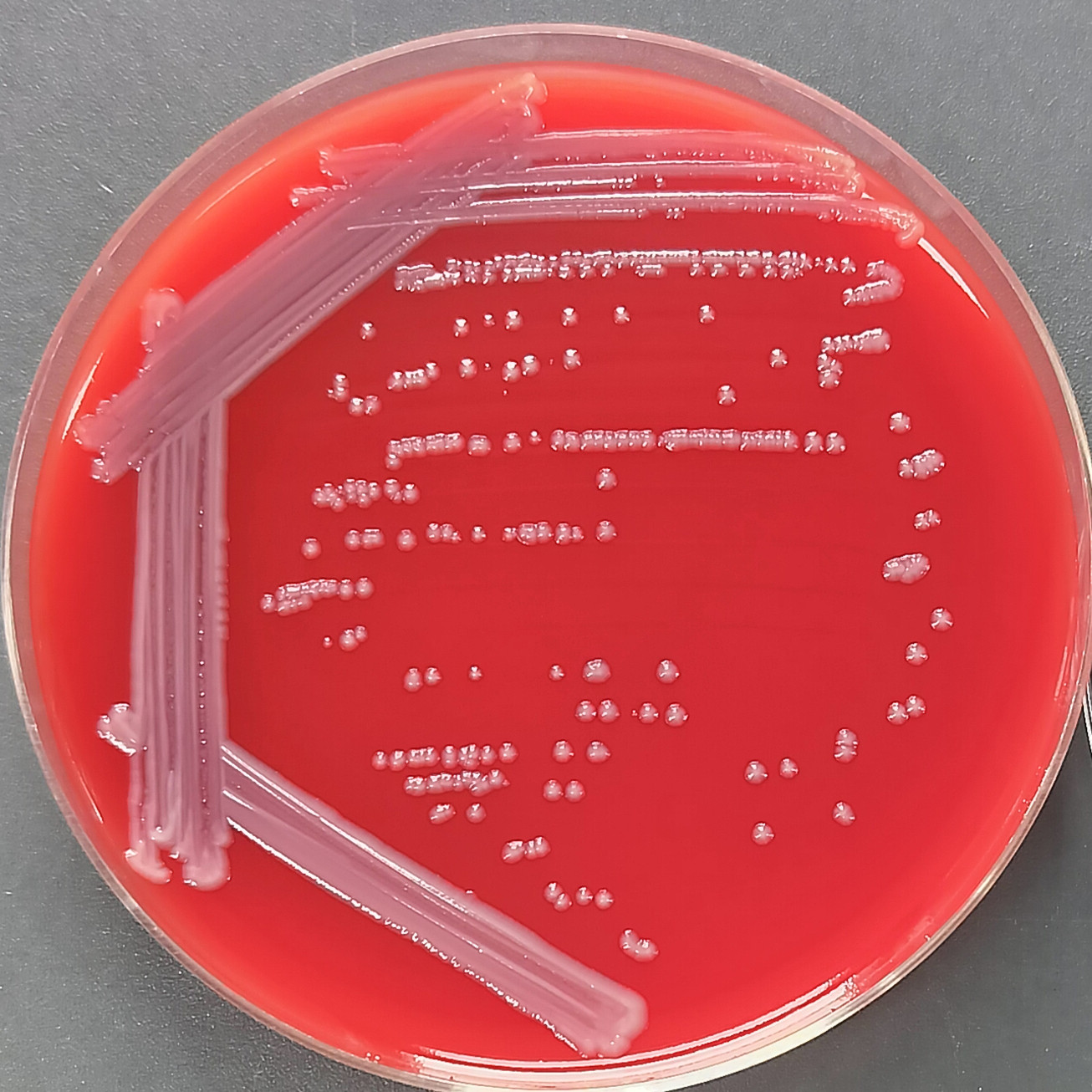 Klebsiella pneumoniae subspecies-BNCC