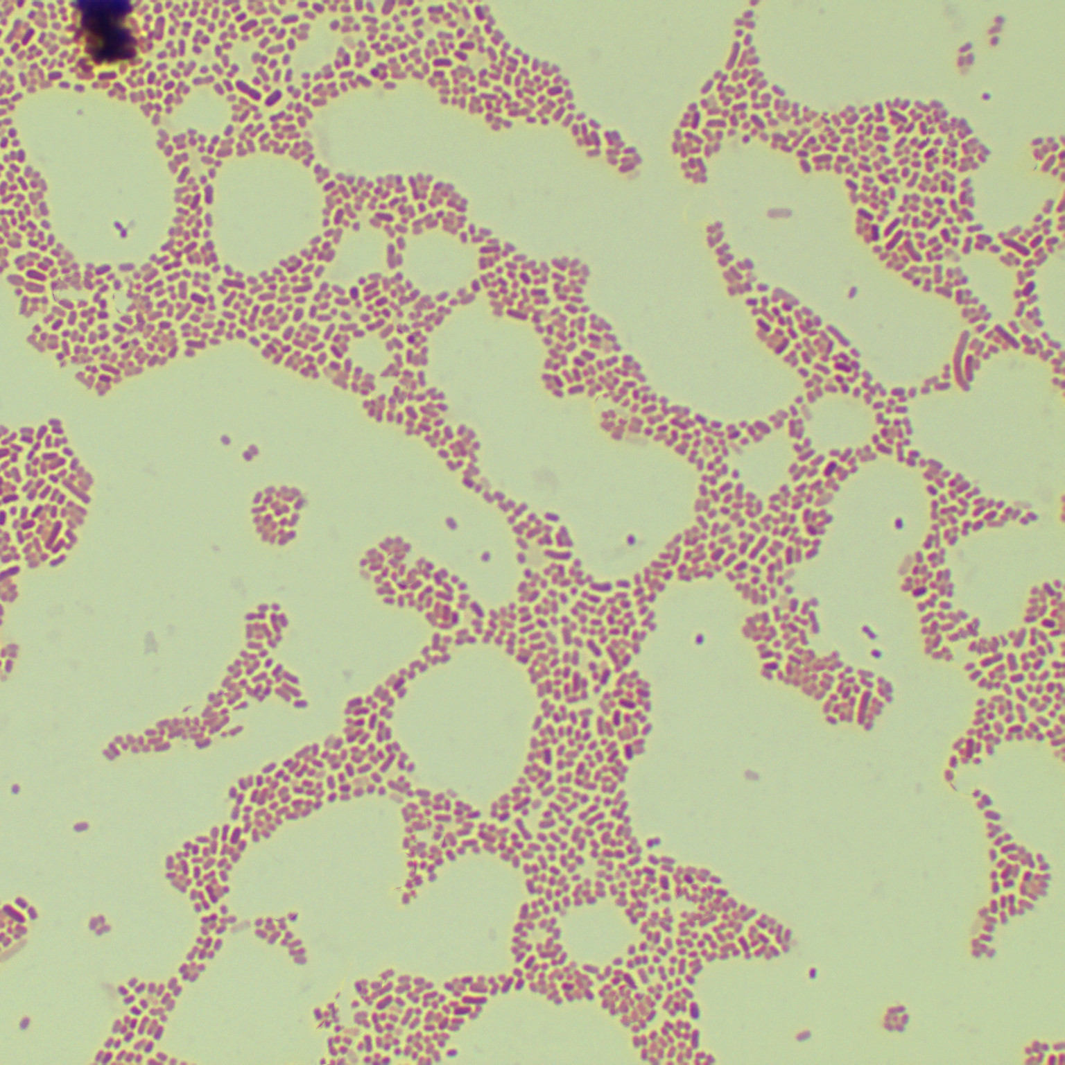 Klebsiella pneumoniae subspecies-BNCC