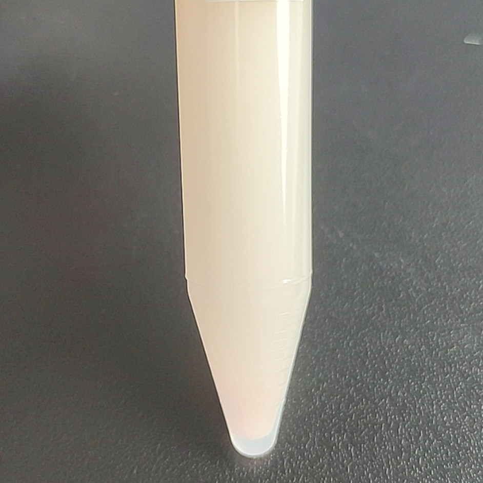 Escherichia coli-BNCC